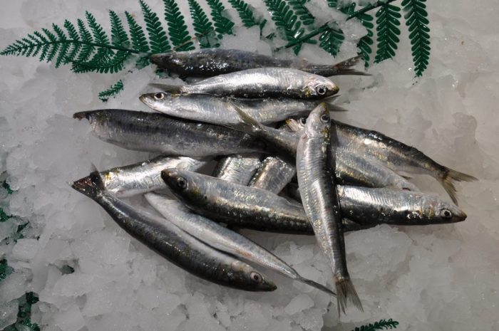 Sardinas